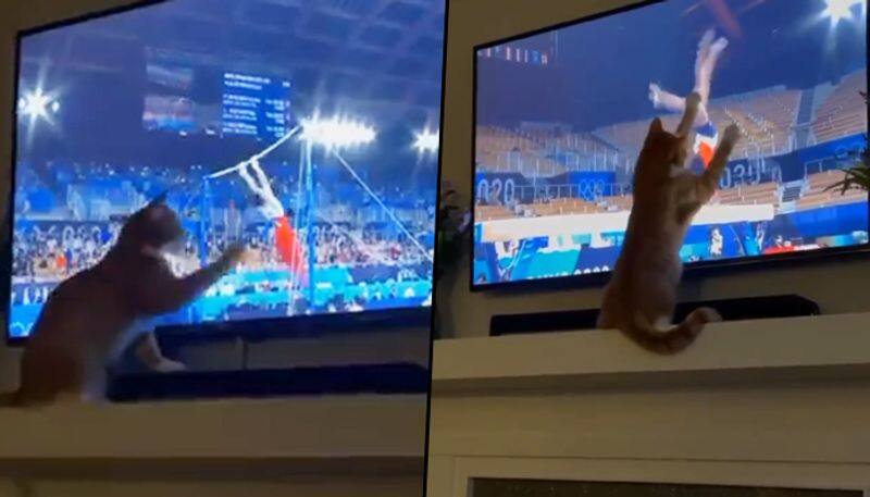 Cat observes Gymnasts performance on TV, tries to copy movements; watch video - gps