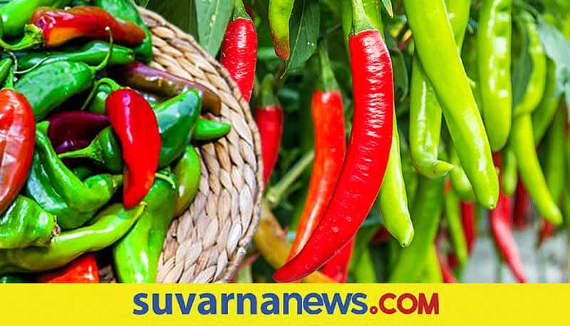 Chilli Supply Decline in Byadgi market snr