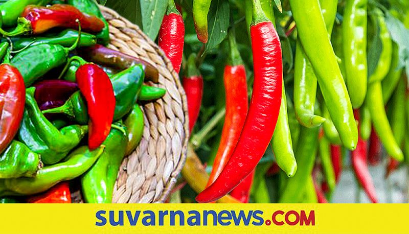 Chilli Supply Decline in Byadgi market snr