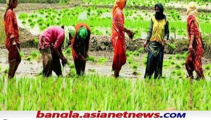 বাংলার চাষীদের জন্য বড় সিদ্ধান্ত নবান্নের, ফড়ে রাজ ঠেকাতে বিশেষ পদক্ষেপ