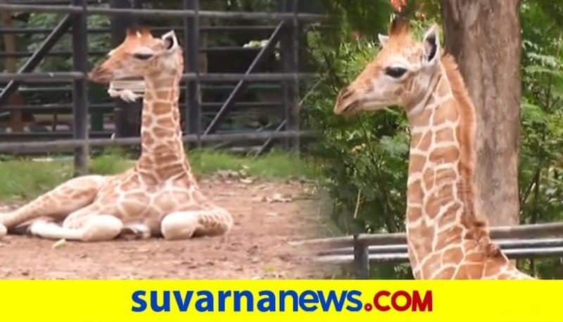 Mysuru Zoo Welcomes Baby Giraffe Tourists Throng Zoo To Say Hi dpl