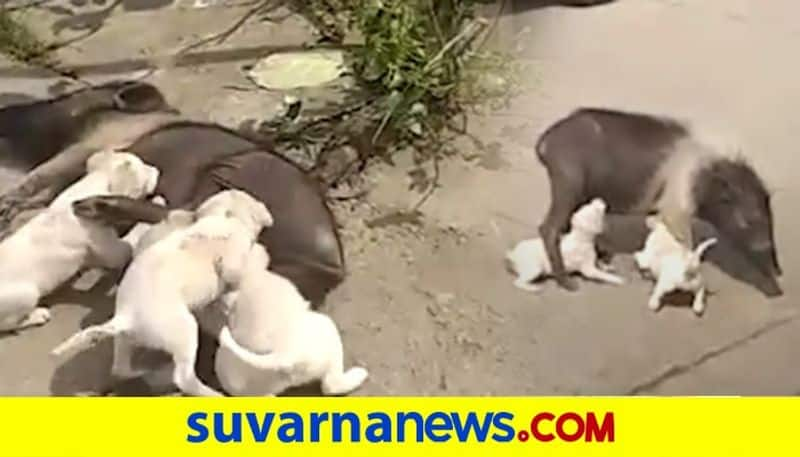 Pig Breastfeeds Orphaned Puppies in Uttara Kannada dpl