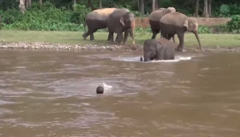 baby elephant rescues man from river