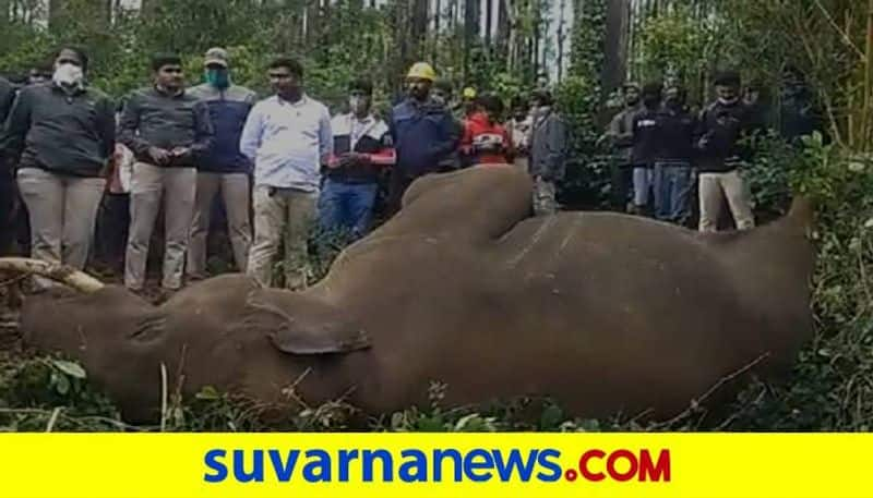 Elephant Death by Touching the Electrical Wire in Chikmagalur grg