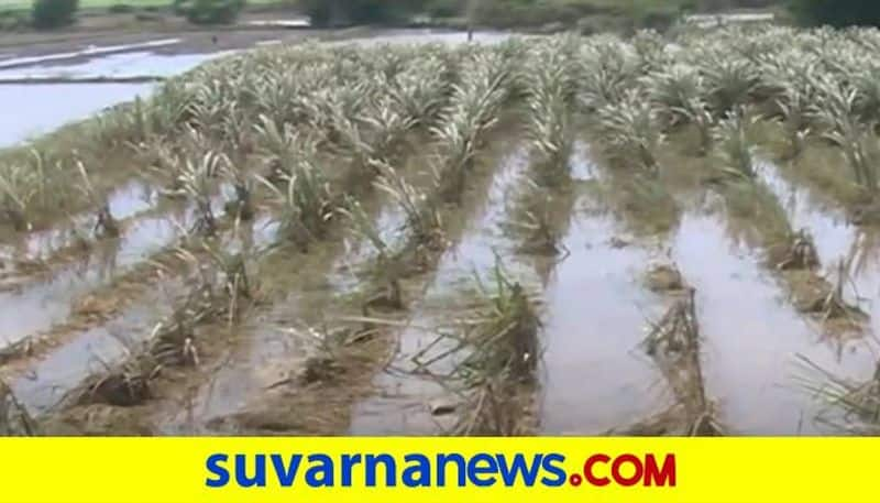 Farmers Cry For Help in Haveri due to Flood grg