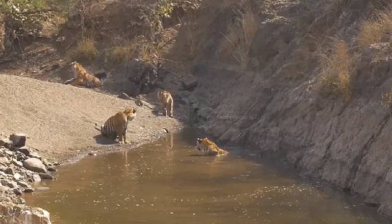 tiger bathing in a waterhole video