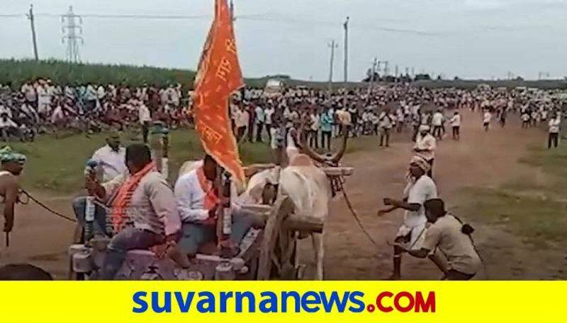 Mishap Averted At Bullock Cart Race in Bagalkot grg