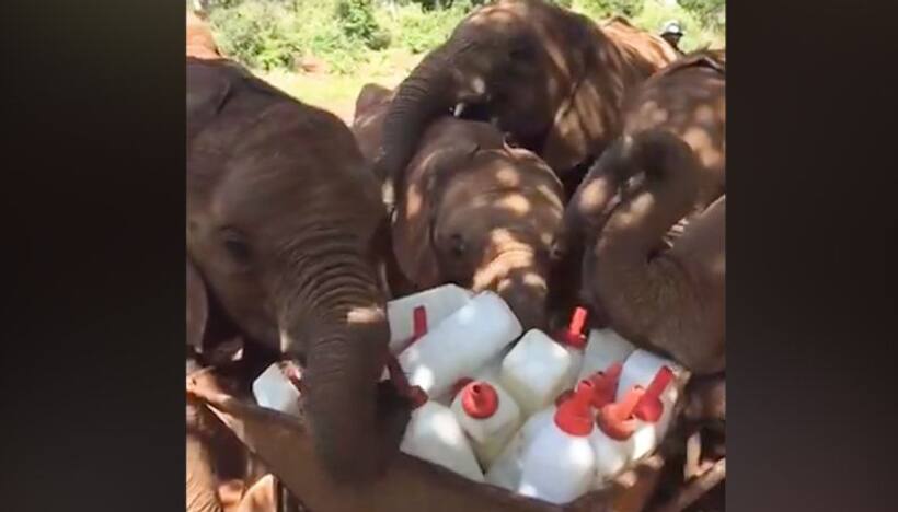 Elephants playing with milk bottles wins hearts on internet; watch the video