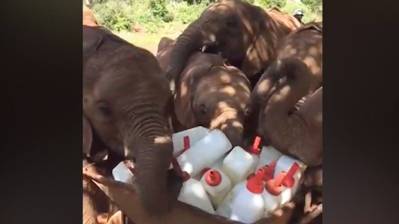Elephants playing with milk bottles wins hearts on internet; watch the video