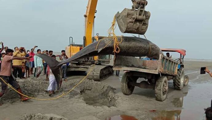 समुद्र किनारे पड़ी 17 फीट लंबी डॉल्फिन देखकर हैरान हुए लोग; JCB और ट्रैक्टर की मदद से उठाकर ले जाना पड़ा