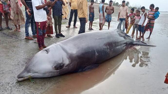 River Dolphin-মাঝিদের জালে বিশালাকার ডলফিন, ভিড় জমাল উৎসাহী জনতা