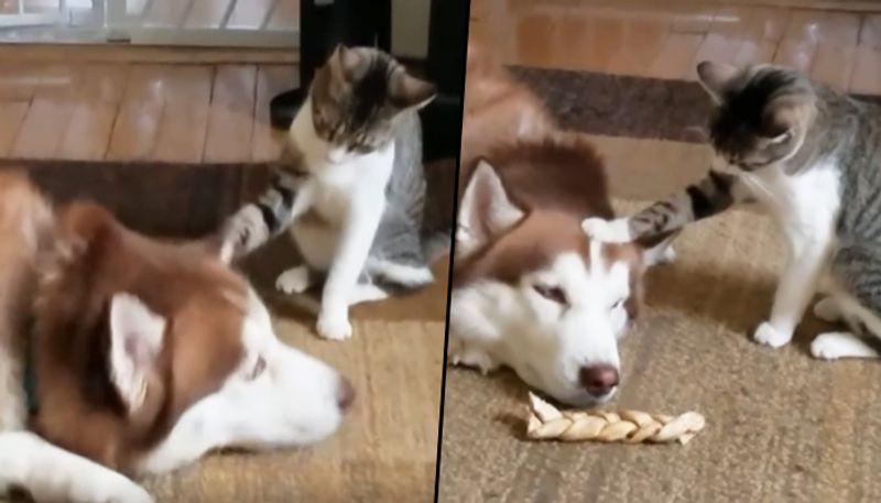 Cat tests canine's patience; watch dog's cute reaction - gps