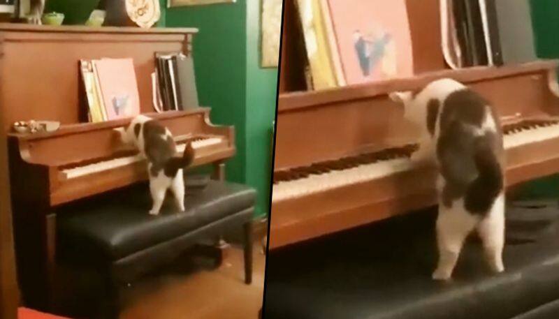 Cat plays piano with total concentration; viral video will make you smile - gps