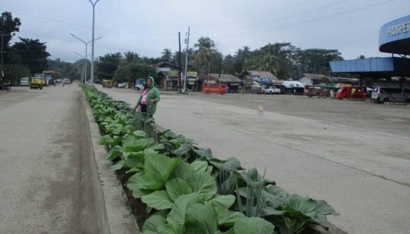 vegetables in traffic islands