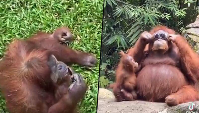 Orangutan sports sunglasses dropped by zoo visitor; watch video - gps