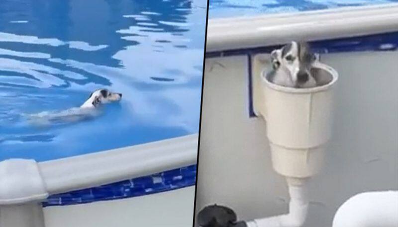 Dog pops up from the secret exit after taking bath in swimming pool; watch video - gps