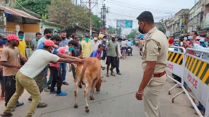 মানুষ নয়, পুরুলিয়ার রাস্তায় গরু ধরলেন পুলিশকর্মীরা