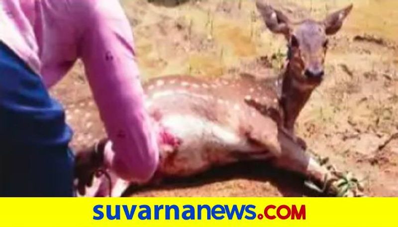 Youths Rescued of Deer Cub at Hangal in Haveri grg