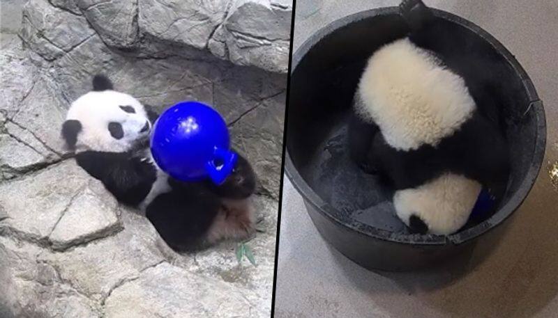 Mother panda rescues her cute little cub after it falls into bucket; watch video - gps