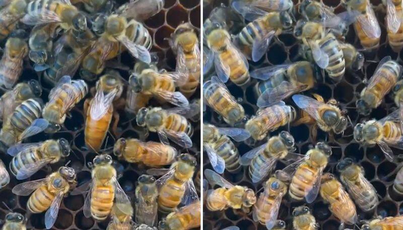 Queen bee laying an egg in bee nest is something you should not miss; watch the video-tgy