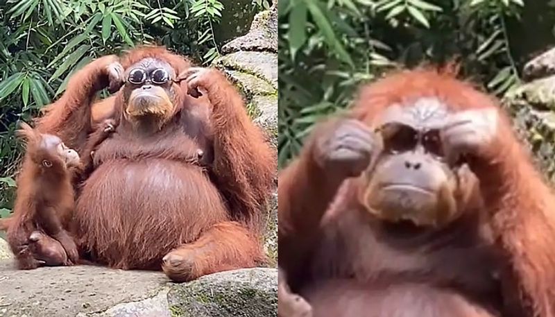 Orangutan picks up sunglasses dropped by zoo visitor