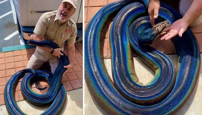 rainbow python in viral video with 20 million views