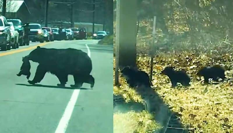 video in which bear struggles to cross road with its children