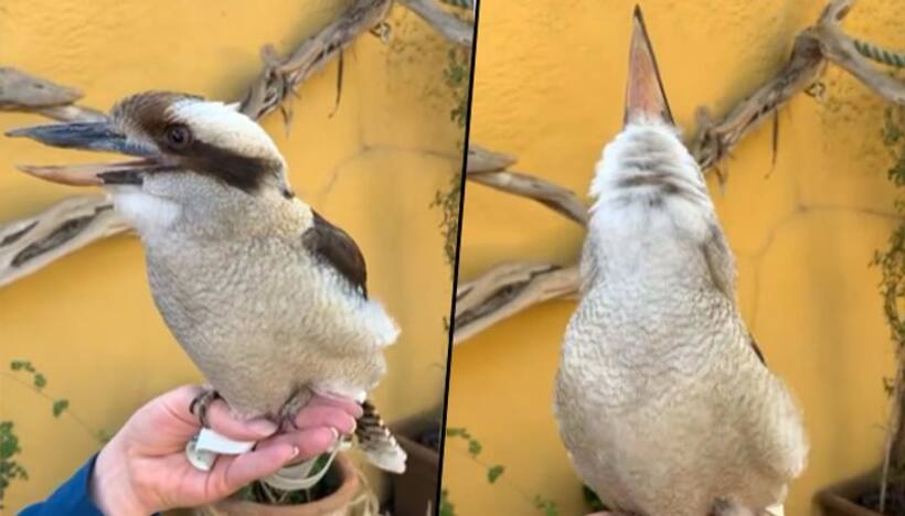 Watch this Kookaburra bird leaves netizens amazed; why? check this out