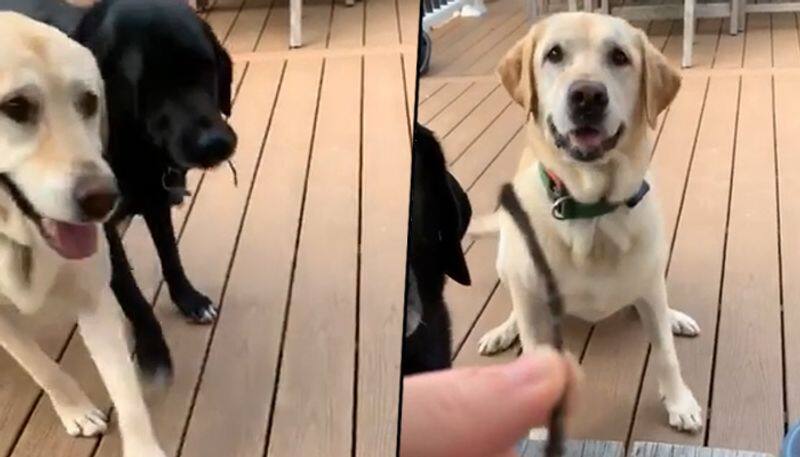 Dogs present special gift to owner; viral video will make your day - gps