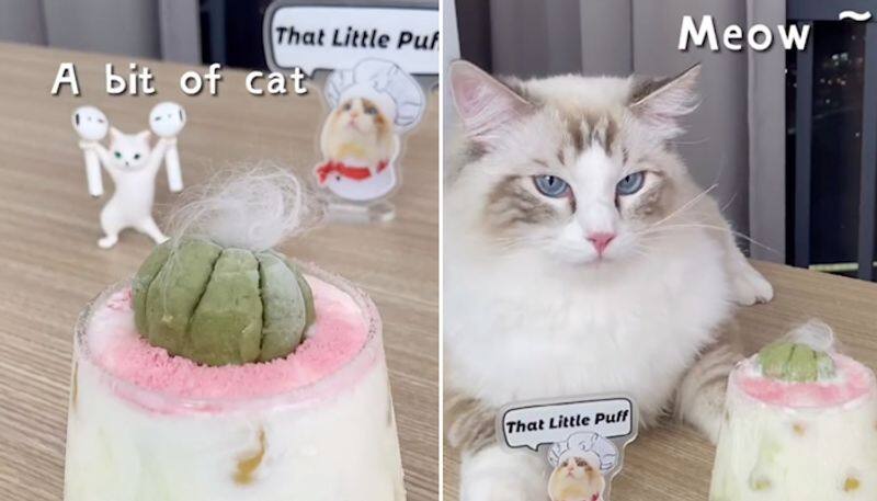 Cat preparing delicious drinks takes internet by storm; watch the adorable video-tgy