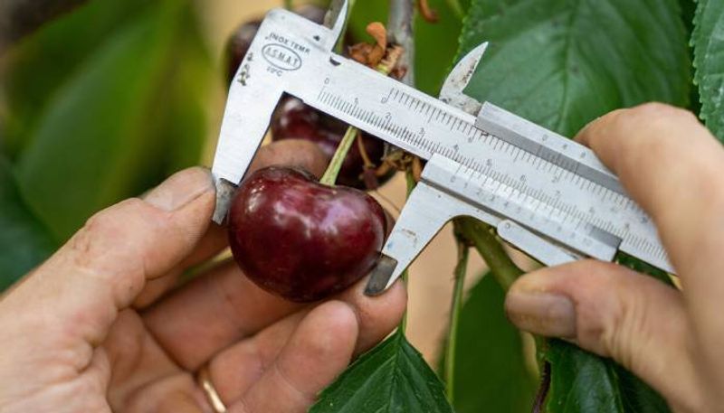 worlds biggest cherry in Italy