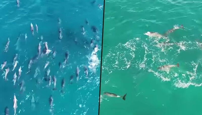 Large pod of dolphins glide through waves in Sydney; watch incredible video - gps