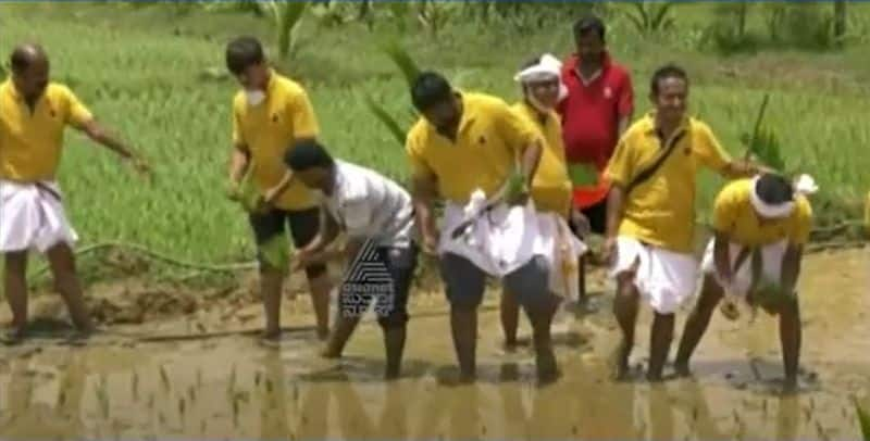 Uttara Kannada DC Mullai Muhilan Turns Farmer Plants Paddy in Fields hls