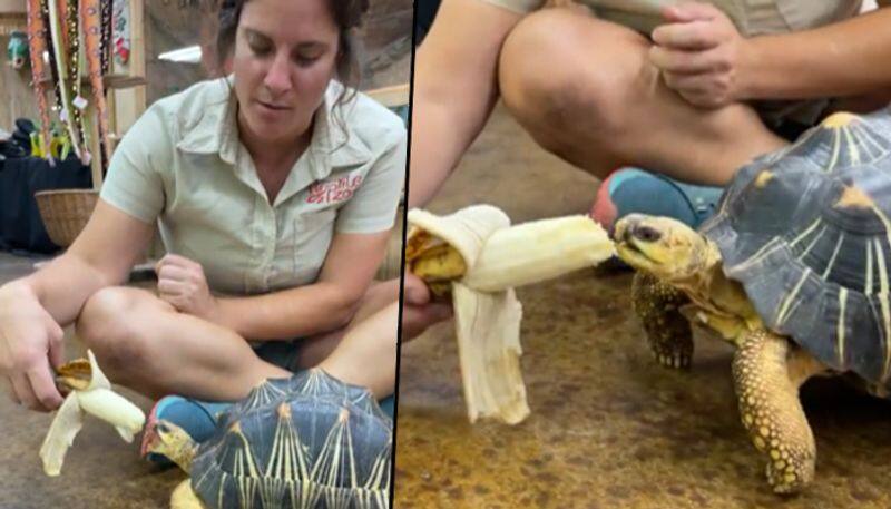 Tortoise eats banana; adorable video goes viral - gps