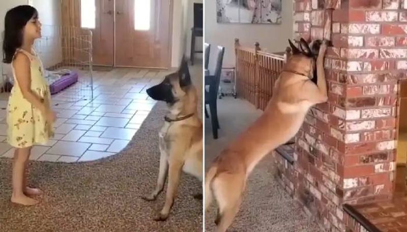 hide and seek with dog viral video