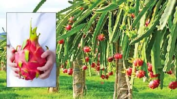 first time dragon fruit exported from gujarat and west bengal to united kingdom and bahrain