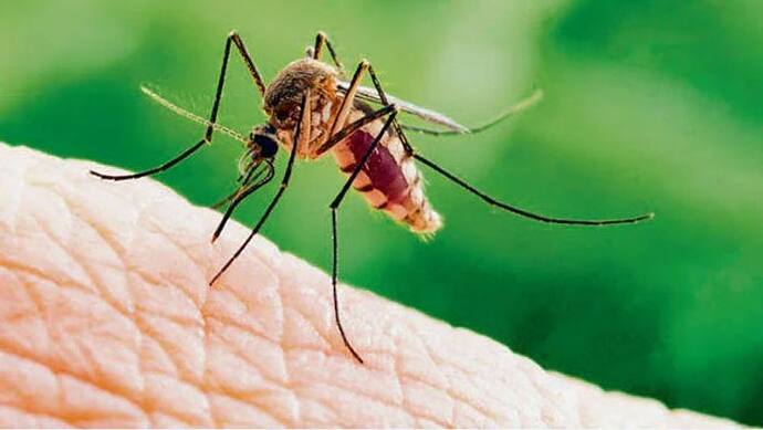 महाराष्ट्र में zika virus के खतरे को लेकर Alert, डेंगू व चिकनगुनिया प्रभावित 79 गांवों की मॉनिटरिंग