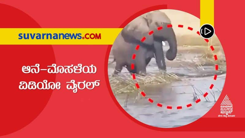 Super Special Crocodile squashed by elephant, video goes viral dpl