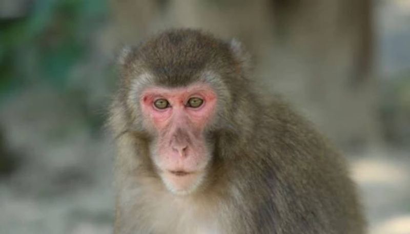 monkey took revenge by travelling 22 kms in karnataka