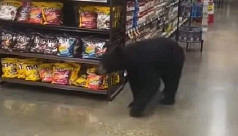 viral video bear in a super market