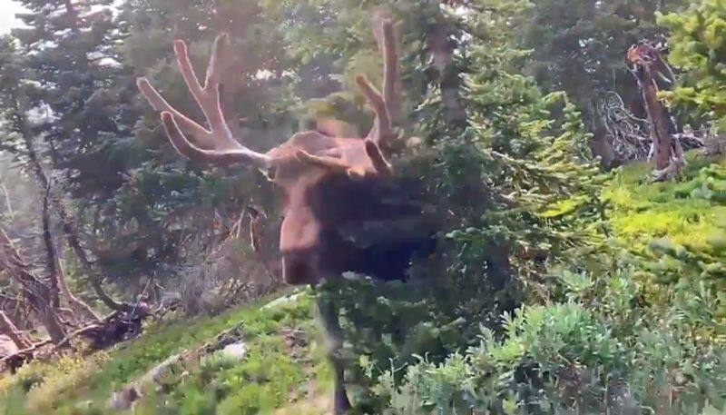 Horrifying video of bull moose charging at man goes viral; watch the video-tgy