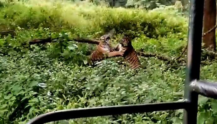 Viral Video: মাত্র ২৬ সেকেন্ডের রুদ্ধশ্বাস লড়াই, দুটি বাঘ মন কাড়ল নেটিজেনদের