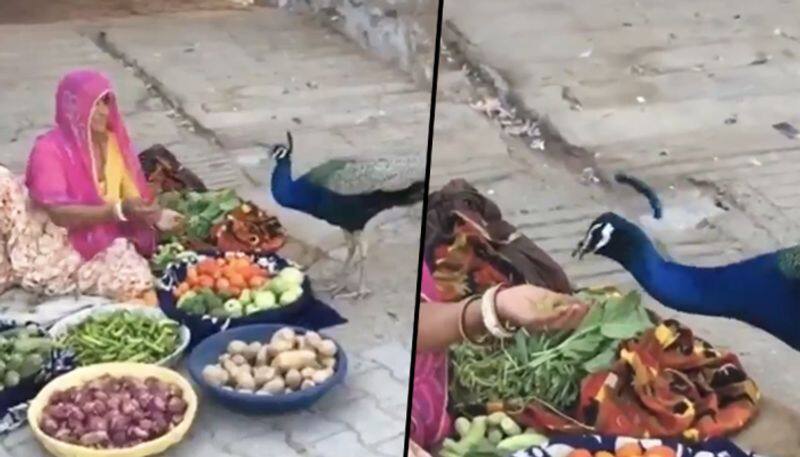 Woman vegetable seller feeds peacock with hands, wins praise online; watch video - gps