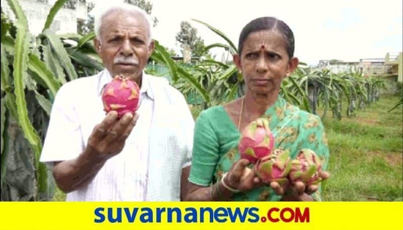 Beating All The Odds Kolar Farmers Grows Dragon Fruits snr