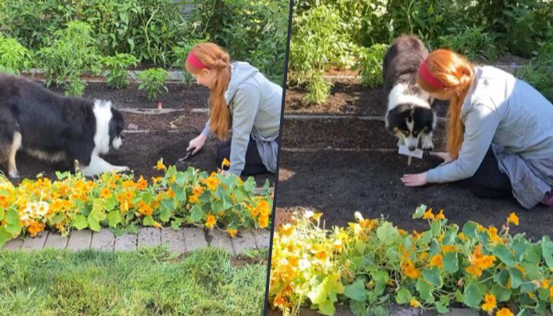 Pet dog gardening with her hooman; watch incredible viral video - gps