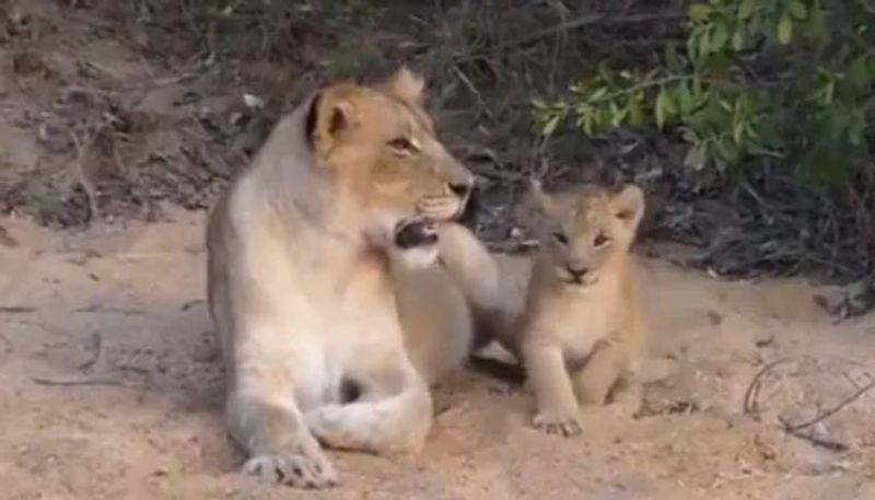 viral video of cute lion cub