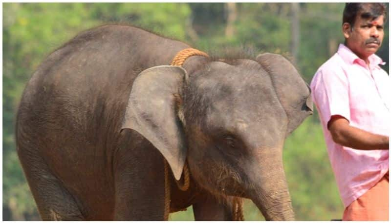 covid and the herpes virus in elephant calves Kottur will take time to open