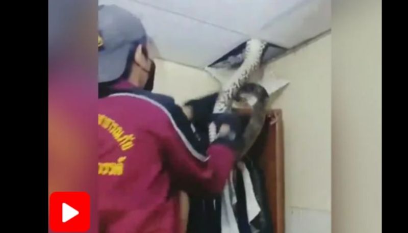 a snake in ceiling video goes viral