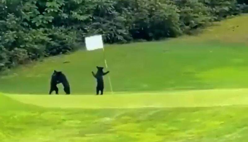 Watch Adorable video of bear cubs playing on golf course will make your day-tgy