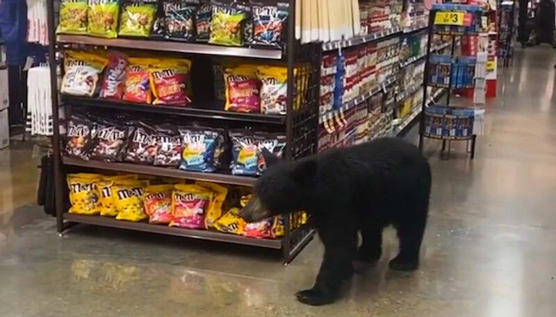 Bear wandering inside supermarket in US goes viral; leaves netizens shocked-tgy